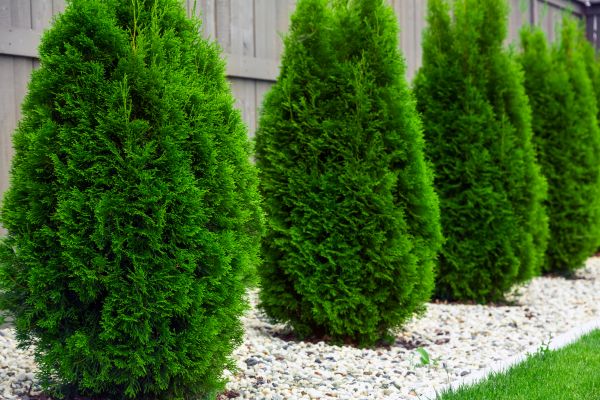 Arborvitae Planting in Kaysville