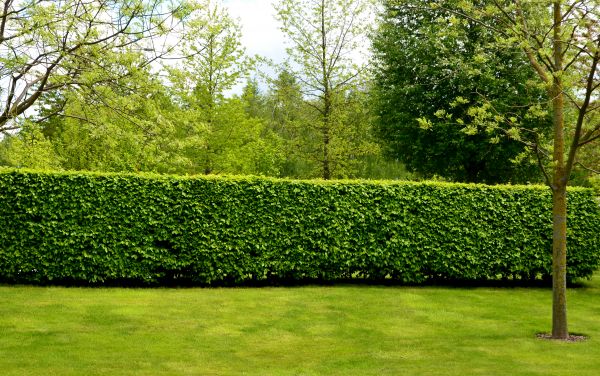 Hedge Planting in Kaysville