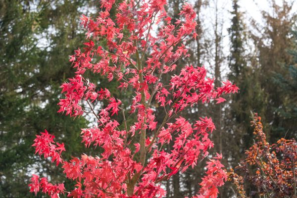 Japanese Maple Planting in Kaysville