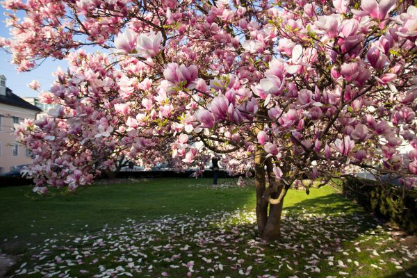Magnolia Tree Planting in Kaysville