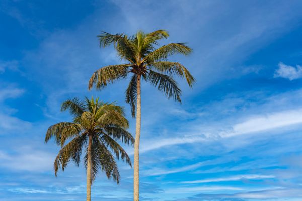 Palm Tree Planting in Kaysville