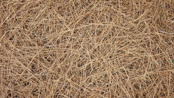 Pine Needles Delivery in Kaysville