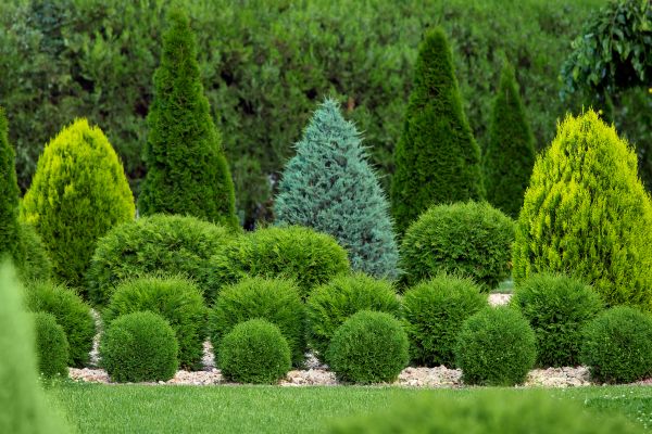 Shrub Replacement in Kaysville
