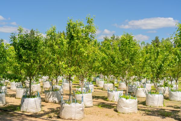 Tree Planting Service in Kaysville