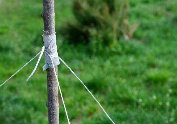 Tree Staking Service in Kaysville