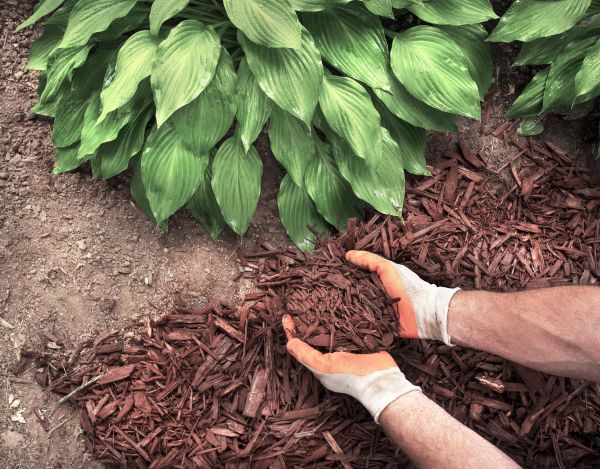 Shredded Mulch Service in Kaysville