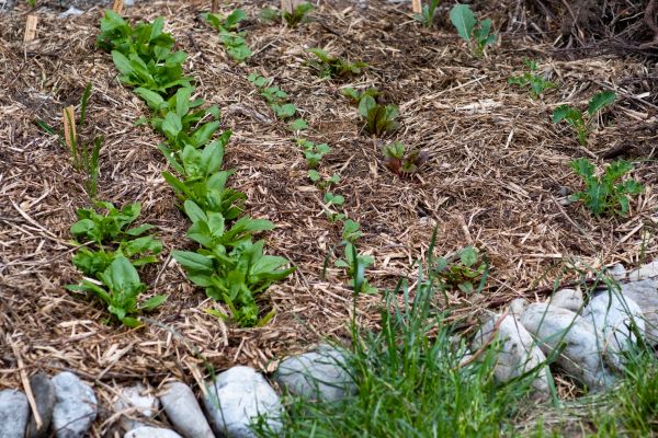 Mulch Service in Kaysville