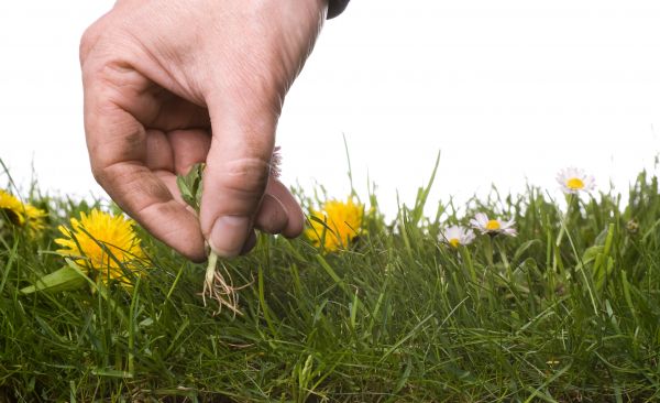 Lawn Weeding in Kaysville