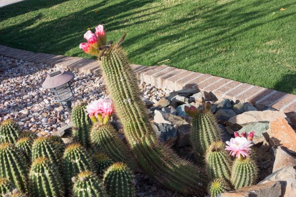 Desert Landscaping in Kaysville