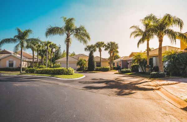Palm Tree Landscaping in Kaysville
