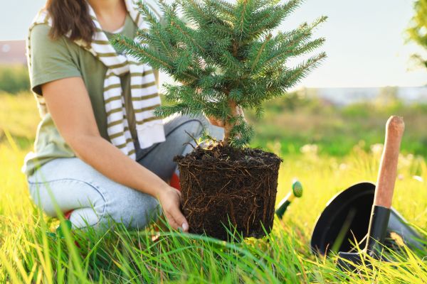 Spruce Tree Planting in Kaysville