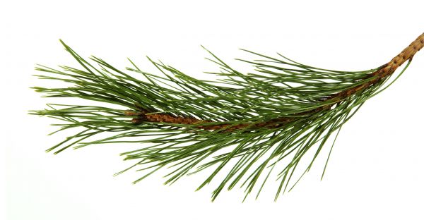 Pine Needles Installation in Kaysville