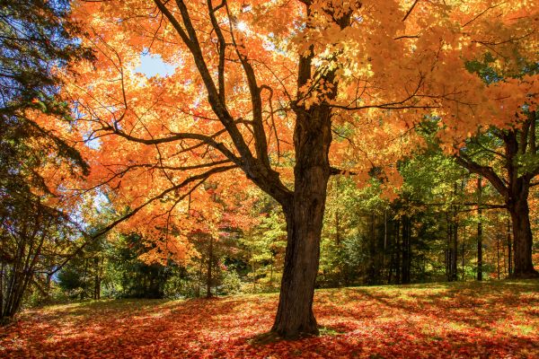 Maple Tree Planting in Kaysville