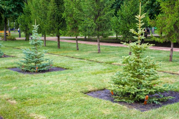 Privacy Trees Planting in Kaysville
