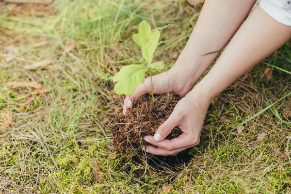 Oak Tree Planting in Kaysville