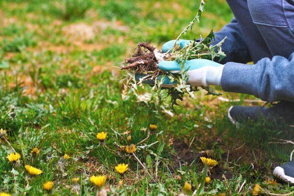 Flower Bed Clearing in Kaysville