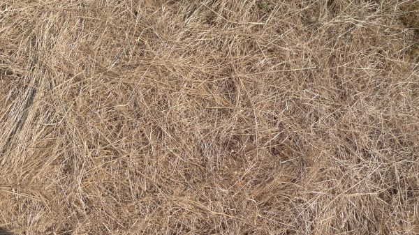 Pine Straw Replacement in Kaysville
