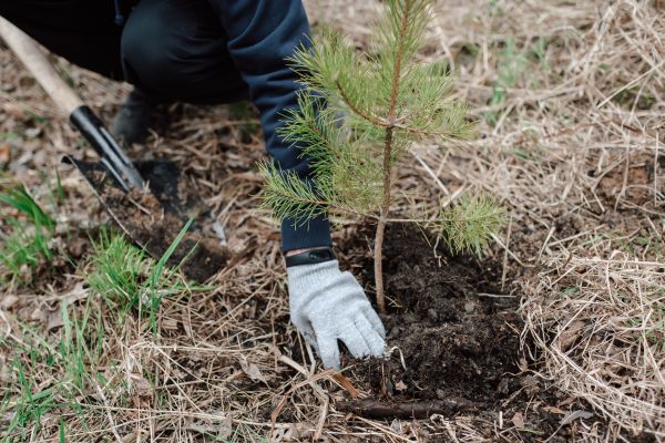 Pine Tree Planting in Kaysville