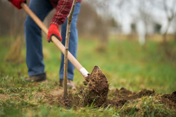 Trees Planting in Kaysville