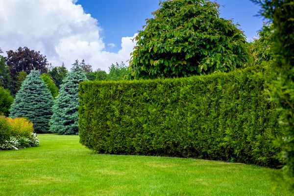 Hedge Landscaping in Kaysville