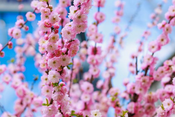 Japanese Cherry Tree Planting in Kaysville