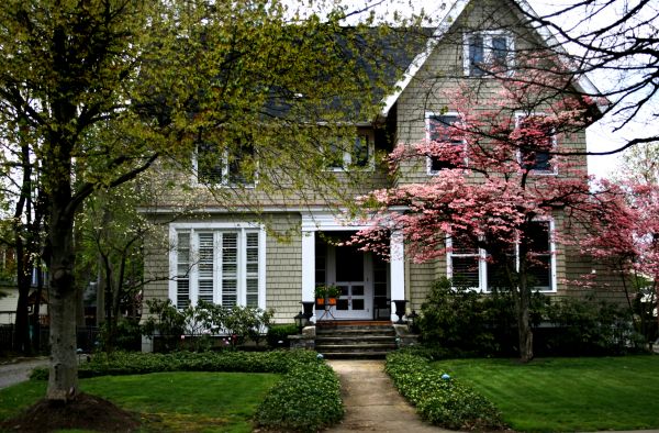 Ornamental Tree Planting in Kaysville