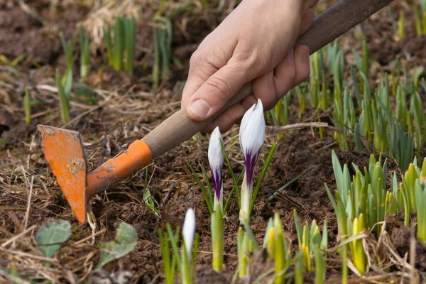 Flower Garden Weeding in Kaysville