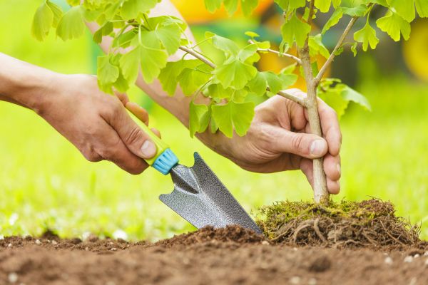 Fruit Tree Planting in Kaysville