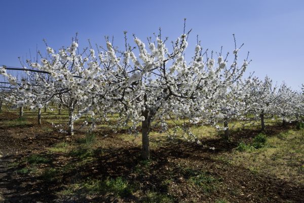 Orchard Planting in Kaysville
