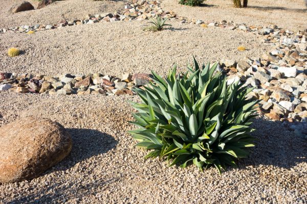 Xeriscaping Service in Kaysville
