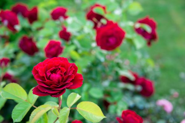 Rose Planting in Kaysville
