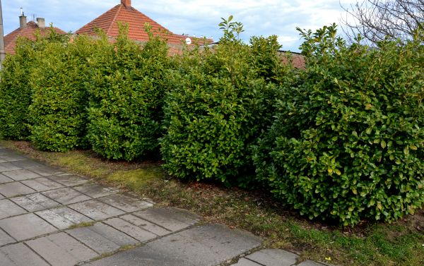Privacy Shrub Installation in Kaysville