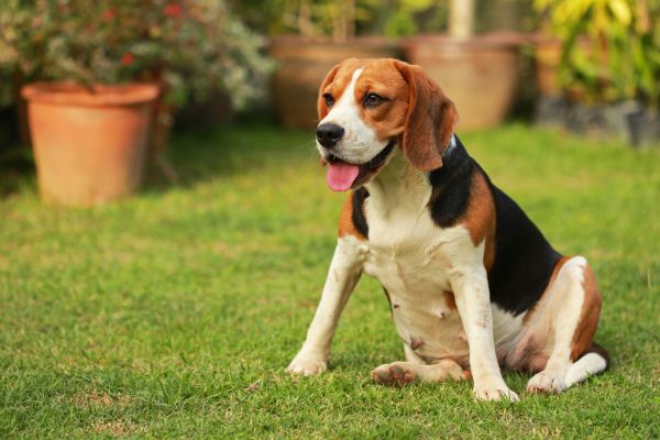 Dog Friendly Landscaping in Kaysville