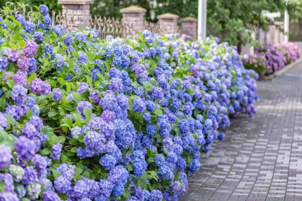 Hydrangea Landscaping in Kaysville