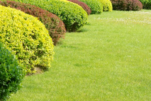 Shrubbery Planting in Kaysville