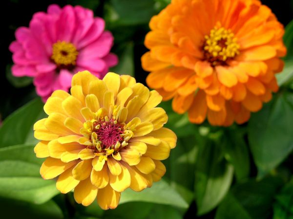 Zinnia Planting in Kaysville