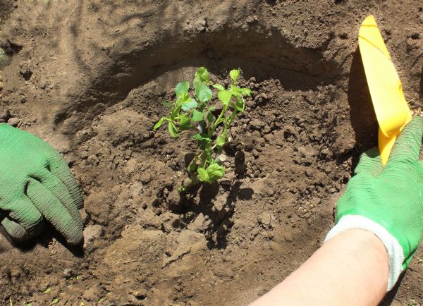 Rose Bush Planting in Kaysville