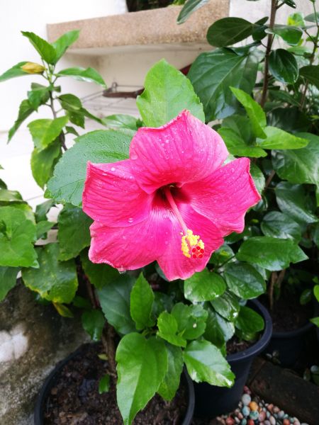Hibiscus Planting in Kaysville