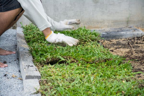 Ground Cover Planting in Kaysville