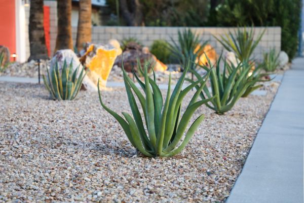 Drought Resistant Landscaping in Kaysville