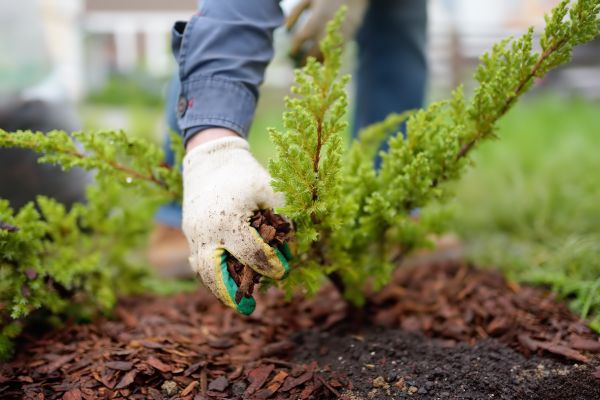 Church Mulching in Kaysville