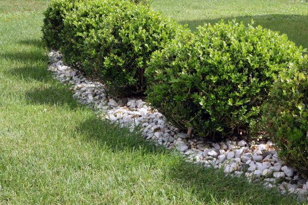 Boxwood Planting in Kaysville