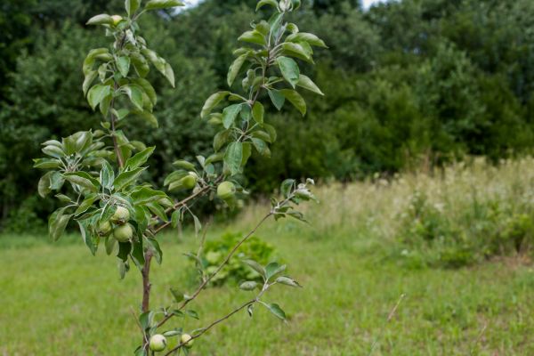 Apple Tree Planting in Kaysville
