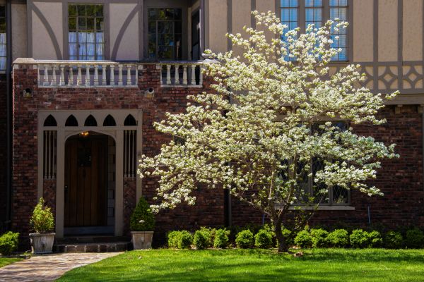 Dogwood Tree Planting in Kaysville